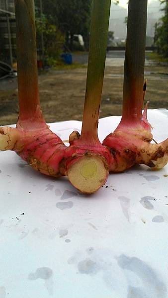 小南薑.JPG 小南薑.JPG