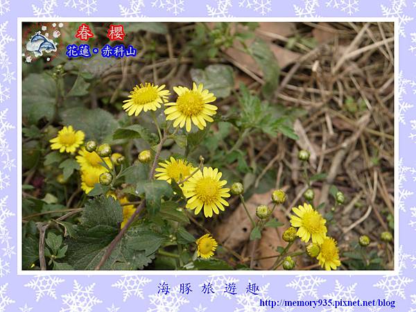 2014櫻花