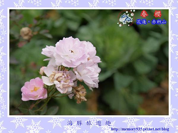 2014櫻花