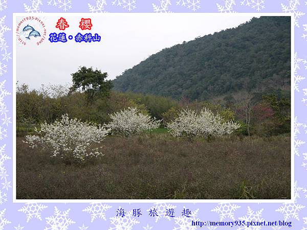 2014櫻花