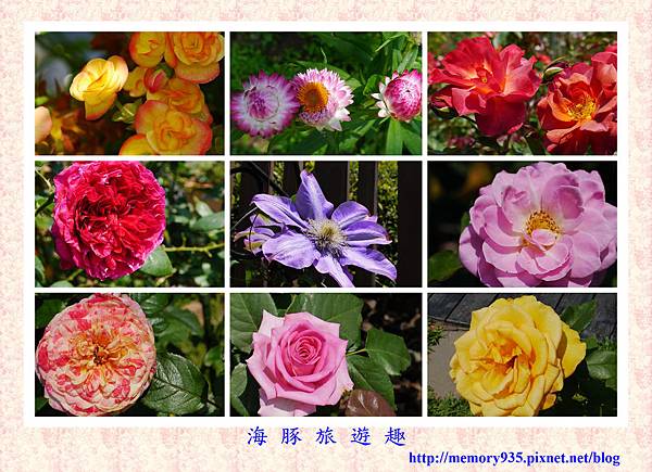 台北。新生玫瑰園 (1) 台北。新生玫瑰園 (1)