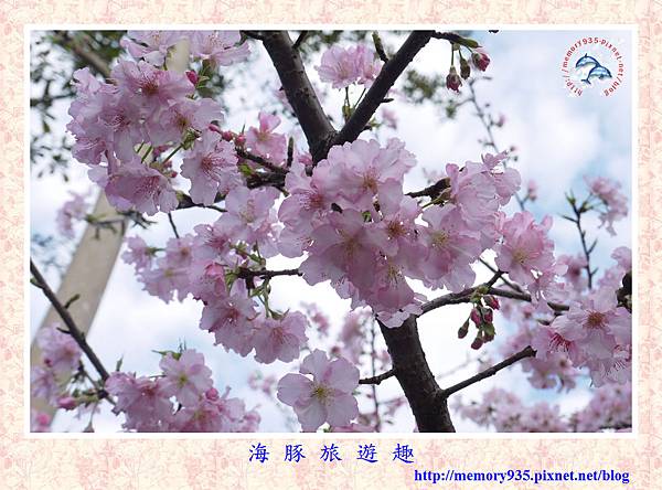 春櫻。台北自來水廠 (1).jpg 春櫻。台北自來水廠 (1).jpg