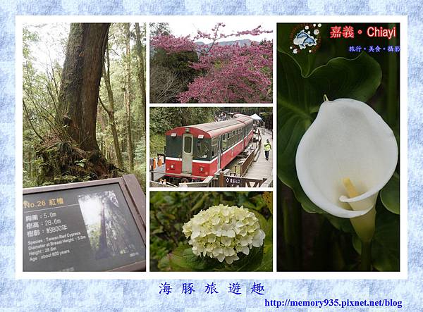 阿里山。阿里山國家森林遊樂區 (1).jpg