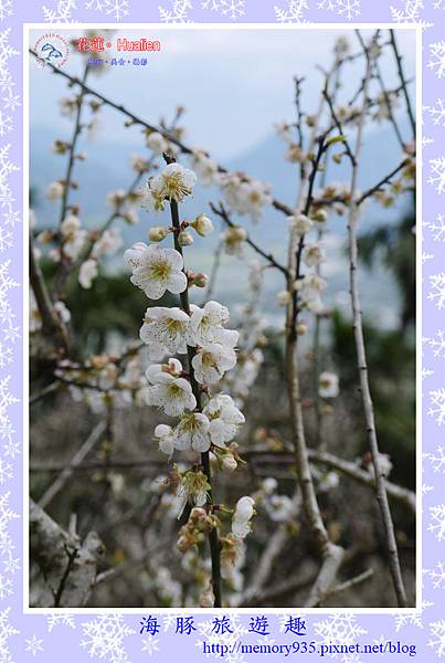 瑞穗。虎頭山梅花 (7).jpg