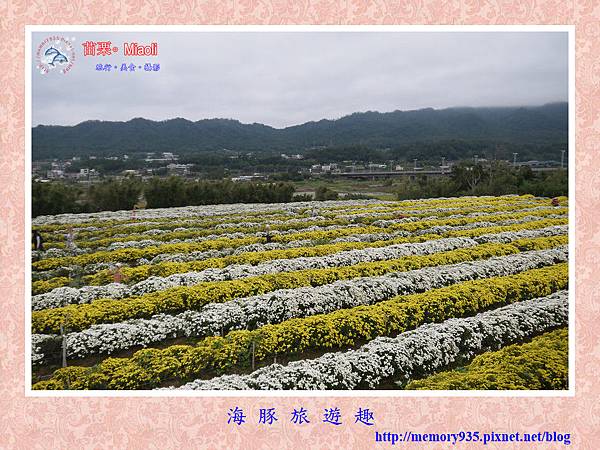 銅鑼。菊祥如芋 (1).jpg