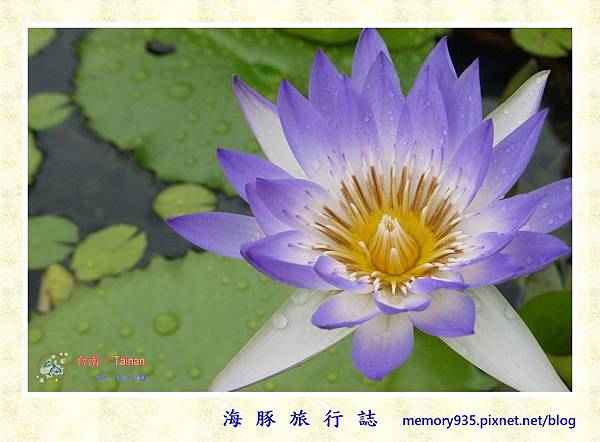 六甲。九品蓮園 (1).jpg