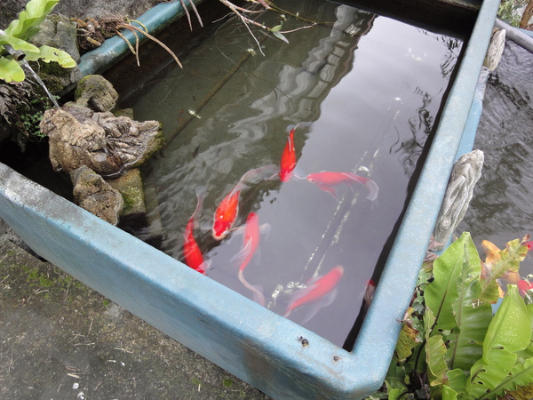 優游愉池塘的鯉魚