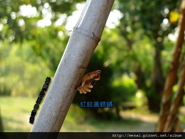 洲仔濕地紅紋鳳蝶蛹