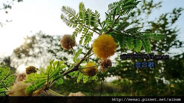 洲仔濕地植物：金合歡