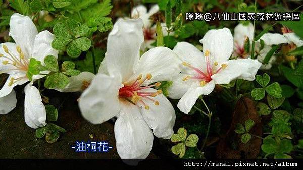 油桐花