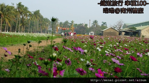 南州糖廠波斯菊花海