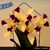 2011台灣國際蘭展-嘉德麗雅蘭