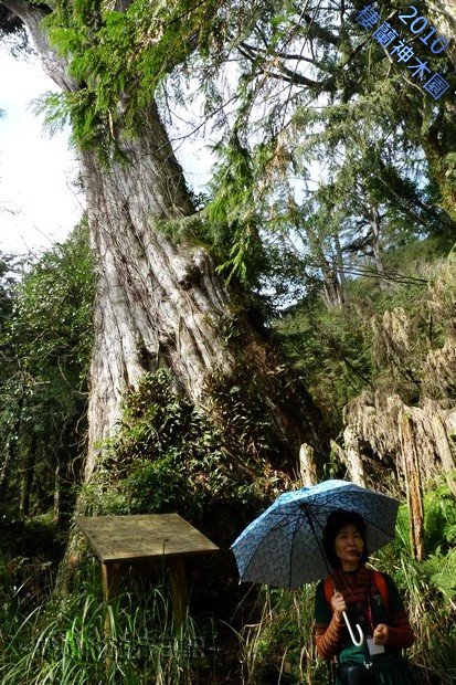 棲蘭神木園：秦始皇