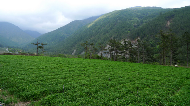 北谷坡地種滿金針