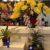 2011台灣國際蘭展-得獎作