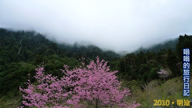 明池山莊旁櫻花盛開
