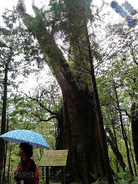 棲蘭神木園：曹操