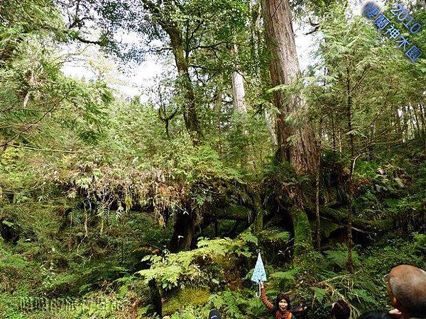 棲蘭神木園：岳飛