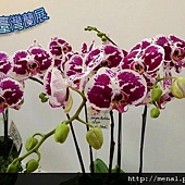 2011台灣國際蘭展-蝴蝶蘭