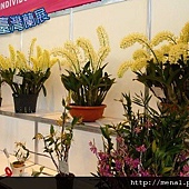 2011台灣國際蘭展-比賽花展示