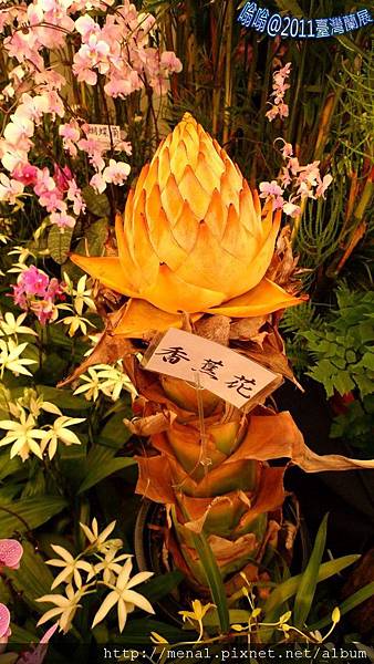 2011台灣國際蘭展-香蕉花