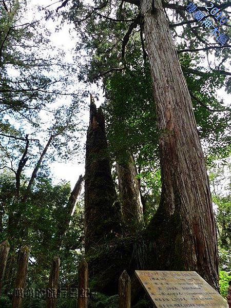 棲蘭神木園：鄭成功