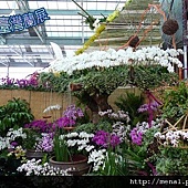 2011台灣國際蘭展-蘭花池