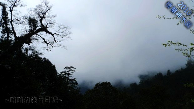 神木園的雲霧