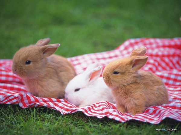 兩隻大兔+一隻小兔.jpg