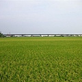 民宿旁的水稻田