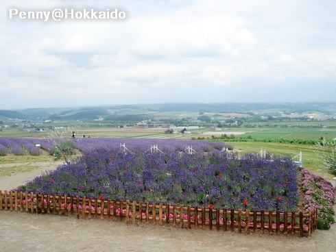 北海道-Flower Land花田1.jpg