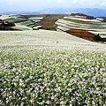 雲南東川紅土高原-4.jpg