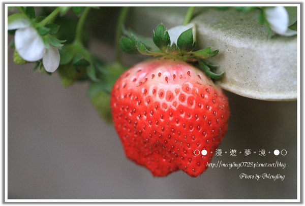草莓1.jpg 草莓1.jpg