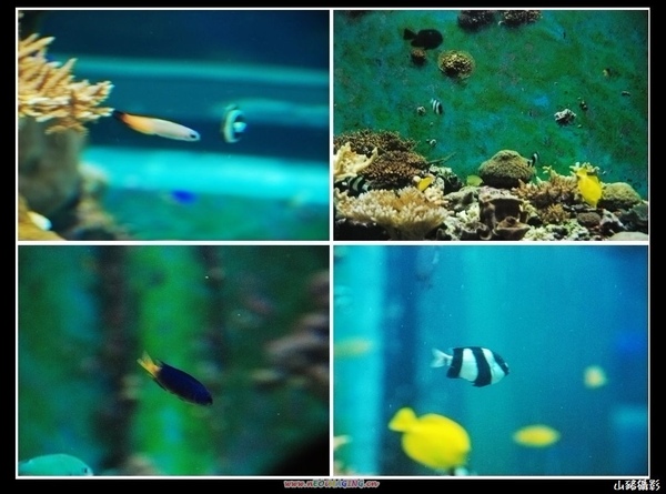 魚1.jpg 魚1.jpg