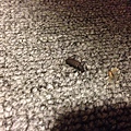 IMG_9278.JPG