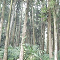 天然造林