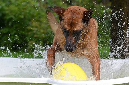 dog-pool-750564_640