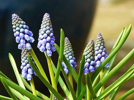 muscari-313231_640