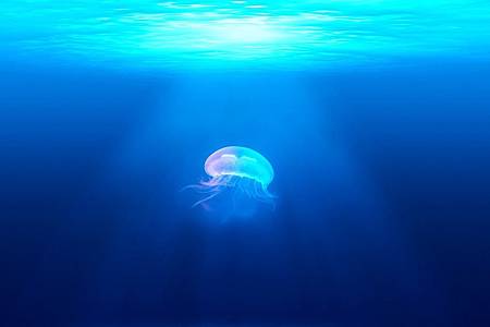 jellyfish-931886_960_720