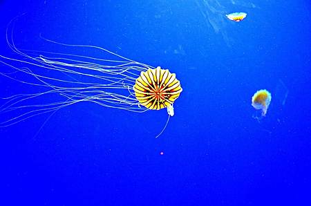 jelly-fish-1119958_1280