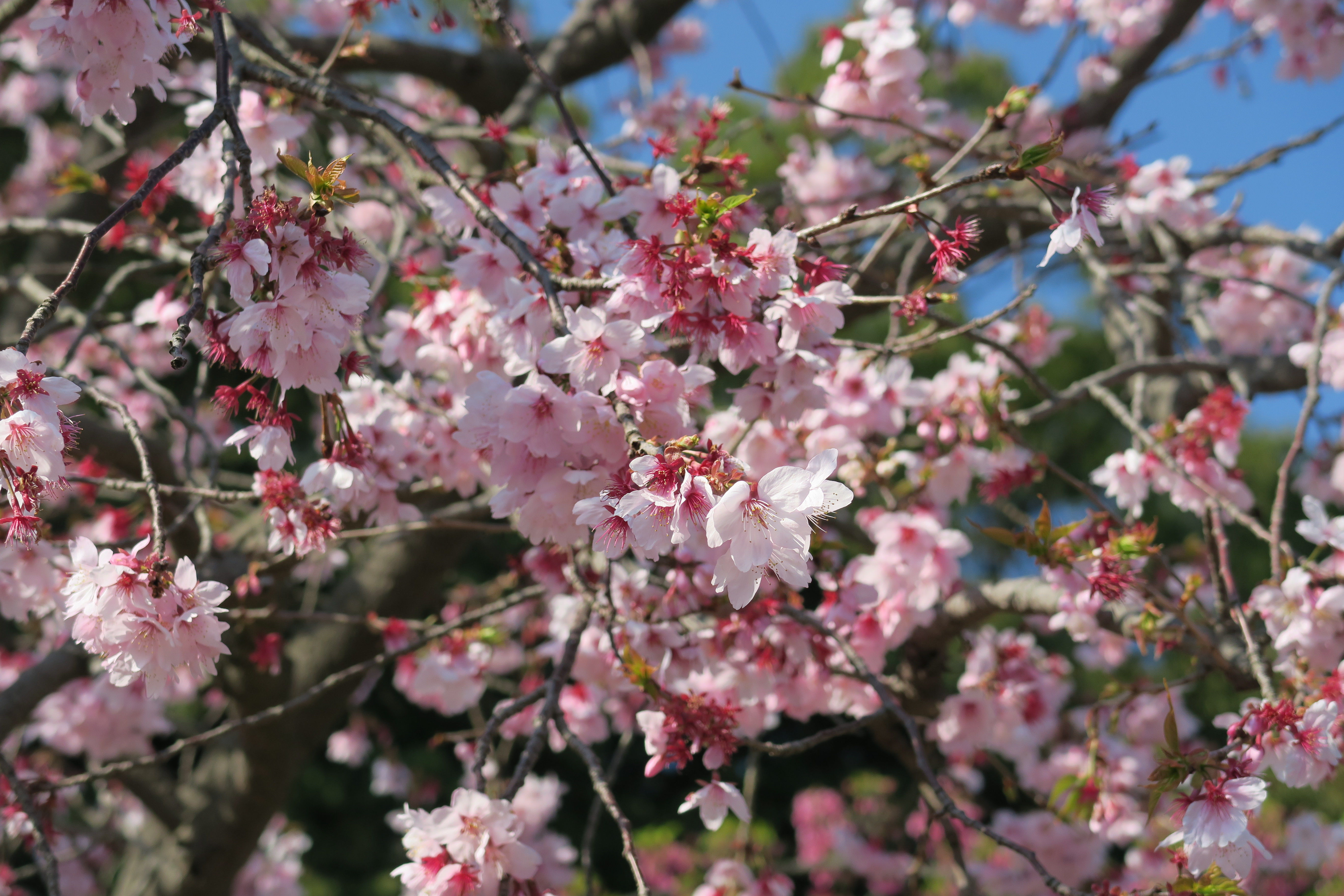 IMG_2898.JPG IMG_2898.JPG