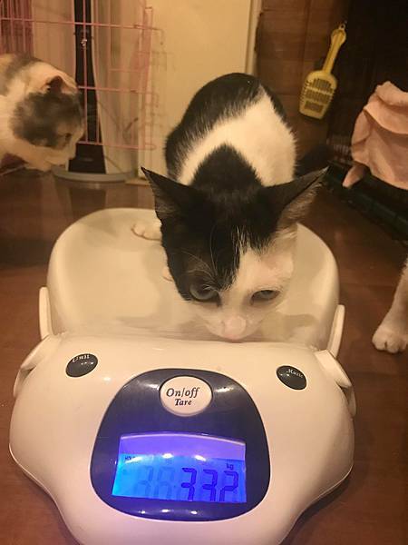 關於右右花花的體重阿(不定時更新)