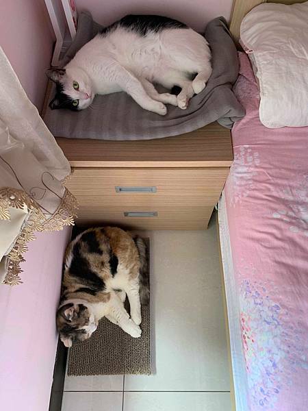 57408072_1168418229984535_8246436645402836992_n_1168418186651206.jpg 57408072_1168418229984535_8246436645402836992_n_1168418186651206.jpg