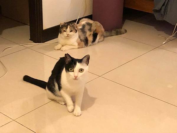 61585516_340858669959125_6049825512203747328_n_340858656625793.jpg 61585516_340858669959125_6049825512203747328_n_340858656625793.jpg