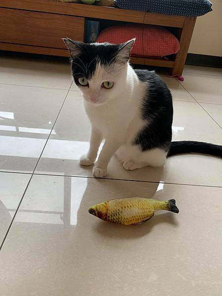 56541871_388061885258896_2297657458677514240_n_388061861925565.jpg 56541871_388061885258896_2297657458677514240_n_388061861925565.jpg