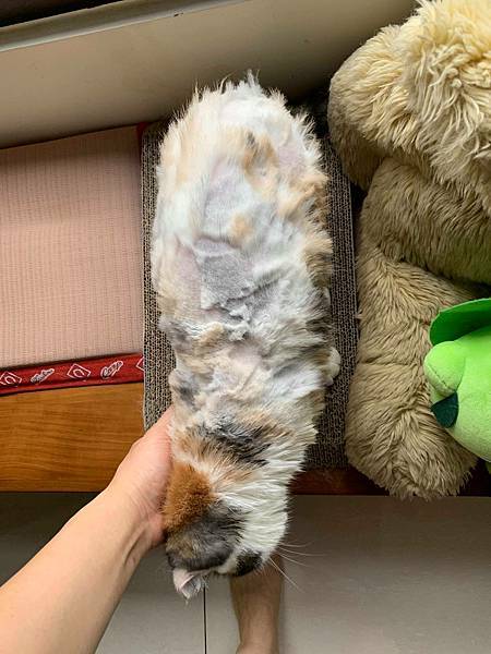 58784883_654337241678833_6963867696085598208_n_654337238345500.jpg 58784883_654337241678833_6963867696085598208_n_654337238345500.jpg