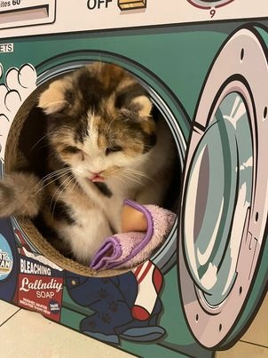 319887848_859886058623002_377861465845501286_n.jpg 319887848_859886058623002_377861465845501286_n.jpg