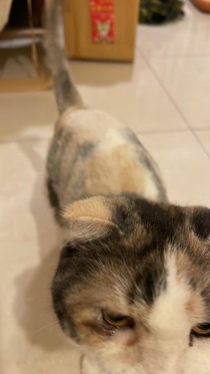 355061500_793682622167490_5969799307652404279_n.jpg 355061500_793682622167490_5969799307652404279_n.jpg