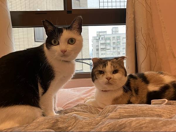 寵物溝通事件-地震 右右花花收驚去