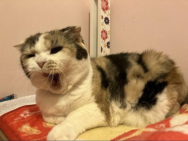 寵物溝通事件-地震 右右花花收驚去